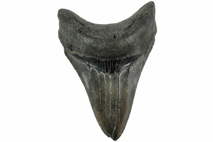 Serrated, Fossil Megalodon Tooth - South Carolina #208588